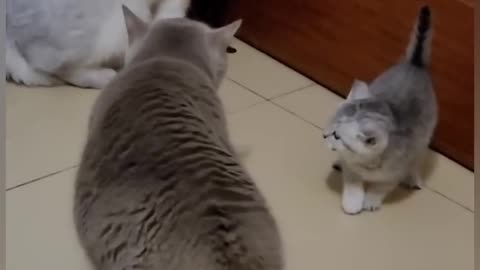 Funny mother cat