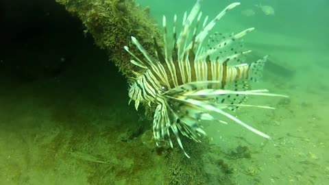 Your Earth is Blue: Lionfish - Terror of the Coral Reefs
