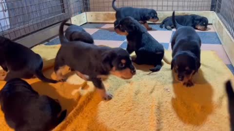 Rottweiler puppies 🤩😍so cute