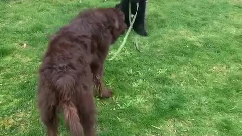 Playful puppy walks bigger dog on a leash