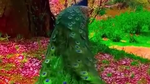 Beautiful Peacock 😍😍😍