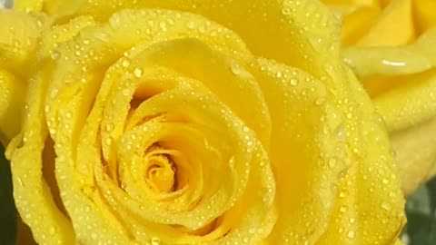 Yellow rose with dew drops