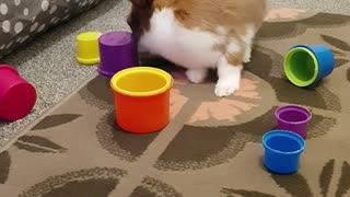 Bunny aggressively plays with her stacking cups