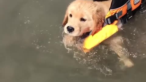 Funniest & Cutest Golden Retriever Puppies - 30 Minutes of Funny Puppy Videos 2021