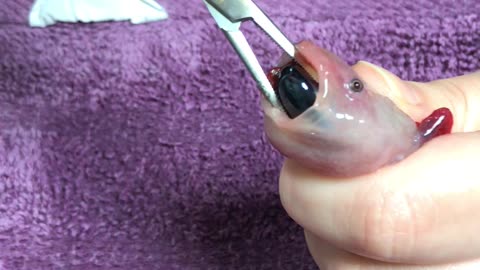 Huge Stone Stuck in Axolotl's Throat