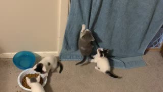 Cutest kittens ever playing