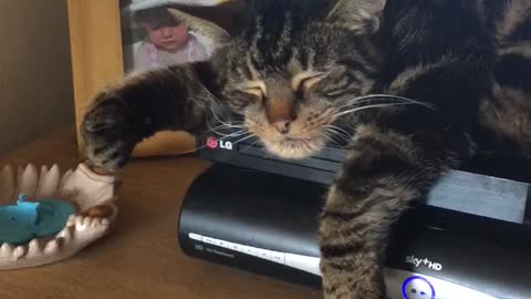 Cat falls off table due to very intense dream