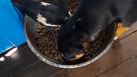 Rescued Bull Terrier Shares Food Bowl With Rescued Magpie