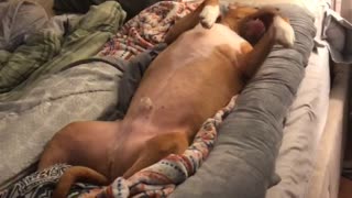 Dog thinks maternity pillow is his new bed