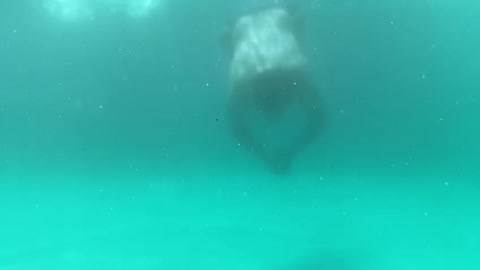 Under Swim
