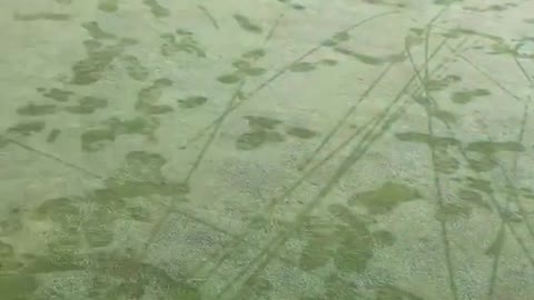 Removing frost from greens