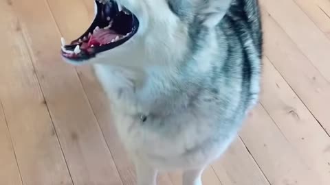 Husky in scream mode 😆