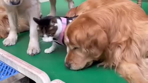 The moment when dogs and cats fight for food