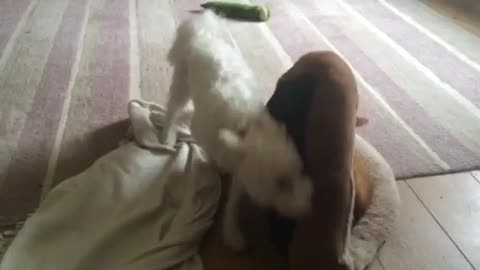 Dog attempts to reclaim bed from cat