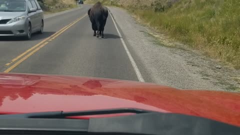 Cranky Bison Postures at Passing Cars