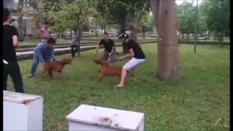 Pit Bull funny dog fighting