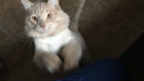 Kitty Groomed Like a Lion Taps for Attention