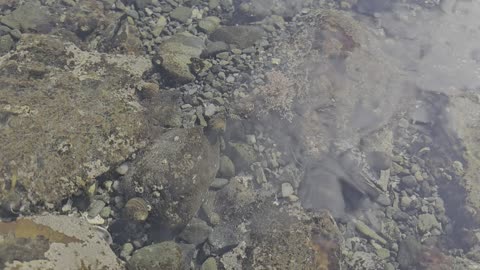 Arrrrr Tidal Pool Shenanigans