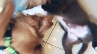 Cute puppy plays with big dog and almost gets eaten alive