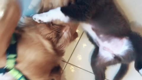 Cute puppy plays with big dog and almost gets eaten alive