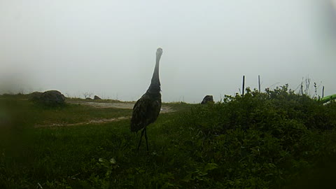 Sand Hill Crane