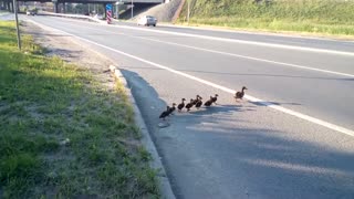 Ducks stopped the traffic of cars