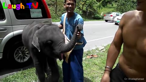 CUte Elephant - Funny Elephants Trolling Human Compilation