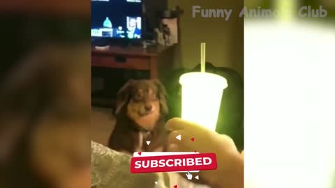 Funniest Animals - Best Of The 2022 Funny Animal Videos #6