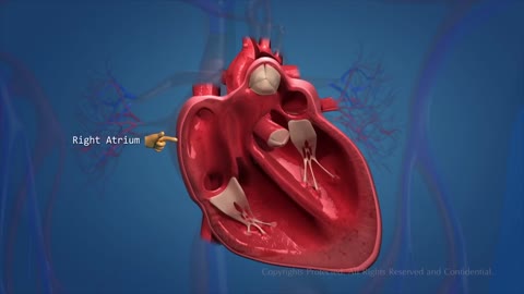 Human circulatory system