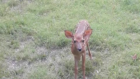 How to Tell if a Newborn Fawn is Female or Male