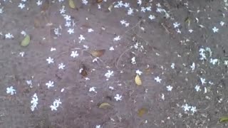 Beautiful white flowers on the ground, there are also dry leaves, pretty scenery! [Nature & Animals]