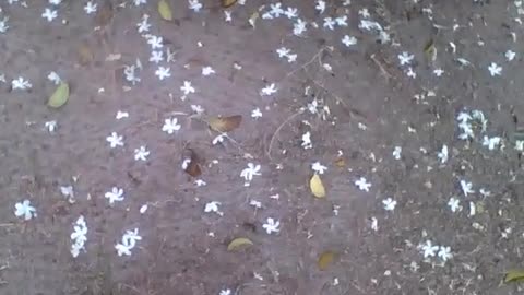 Beautiful white flowers on the ground, there are also dry leaves, pretty scenery! [Nature & Animals]