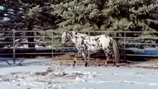 Stallion approaches human