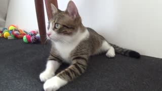 Curious Kitten Watches His Hooman Repair the Door