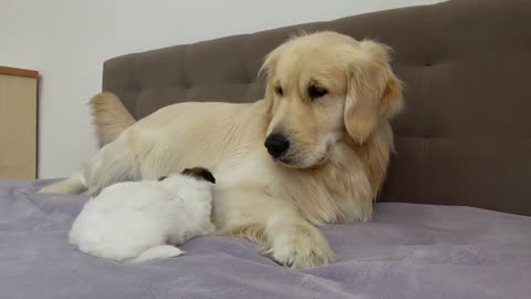 Poor Golden Retriever Attacked by Adorable Puppy