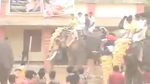 Elephant attack in marriage [SiGator]