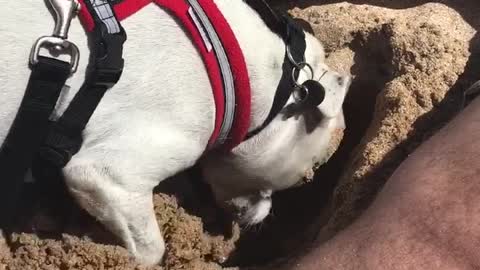 Staffie digging on beach breaks wind