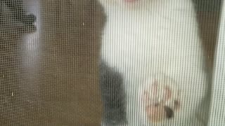 Cat cant come outside so she cries at door