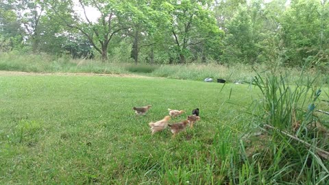 baby chickens in paradise