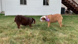 These bulldogs have very different reactions to automated sprinkler