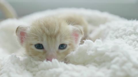 OMG AMAZING BEAUTIFUL WHITE CAT