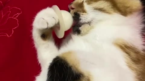 Cute cat sleeping with a Pacifier in Her Mouth|Just relaxing with stolen Pacifier