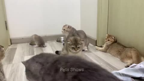 Funny cats and dogs video🤣🤣😂😂