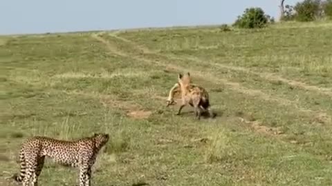 How a clever hyena snatched the prey of a ferocious cheetah