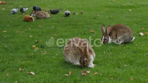 Rabbit video