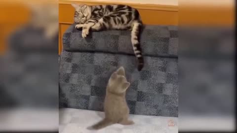 Funny Cats are dancing with mirror and fish.