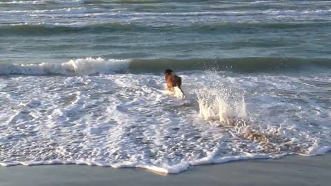 My beautiful puppy is so happy because he see the beach