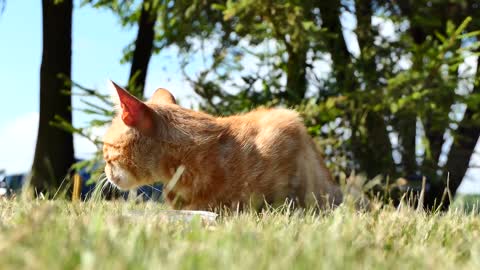 A cat eats food