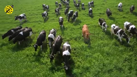 Funny cow dance ! Cow dance and song 😂