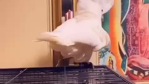 Parrot singing , so funny 🤣